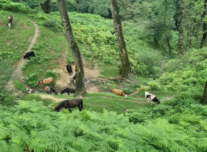 جاذبه های دیدنی چالوس و رامسر؛ از طبیعت بکر تا تفریحات هیجان انگیز تصویر 1