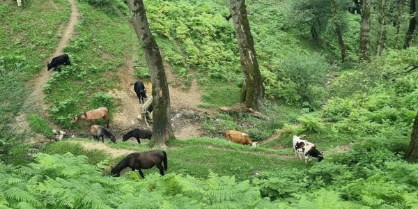 جاذبه های دیدنی چالوس و رامسر؛ از طبیعت بکر تا تفریحات هیجان انگیز تصویر 1
