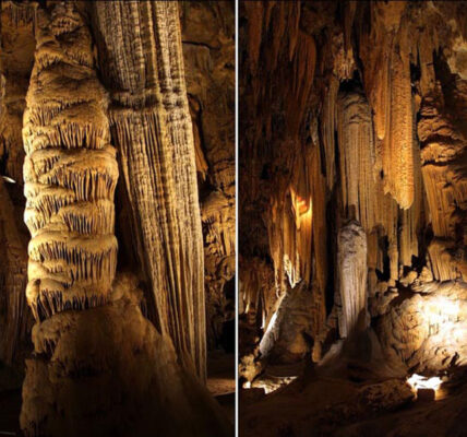 mizannews 1 غار گل زرد پلور