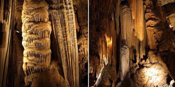 mizannews 1 غار گل زرد پلور