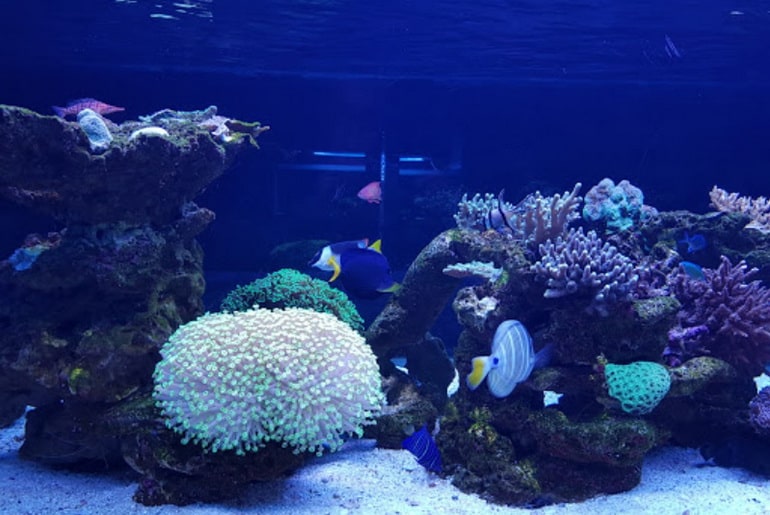 آکواریوم کیش