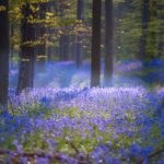 جنگل رویایی هالربوس ، آبی جادویی در بلژیک