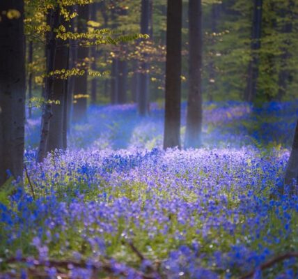جنگل رویایی هالربوس ، آبی جادویی در بلژیک