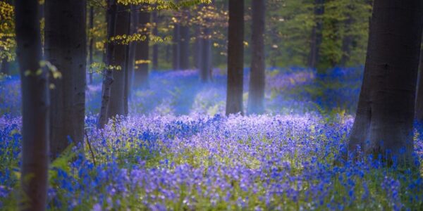 جنگل رویایی هالربوس ، آبی جادویی در بلژیک